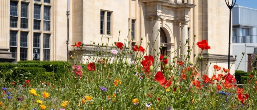 Flowers at Royal Fort House